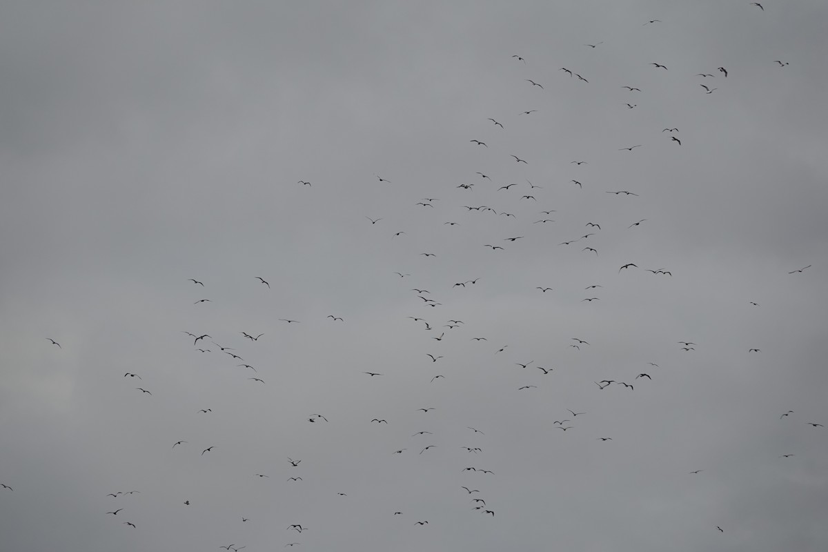 שחף בלתי-מזוהה - ML644622856