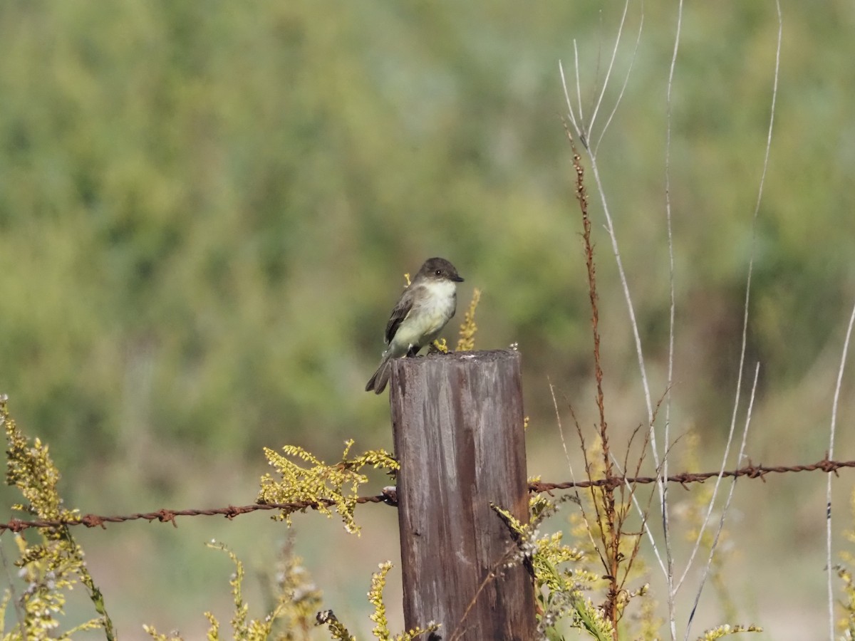 Mosquero Fibí - ML644622857