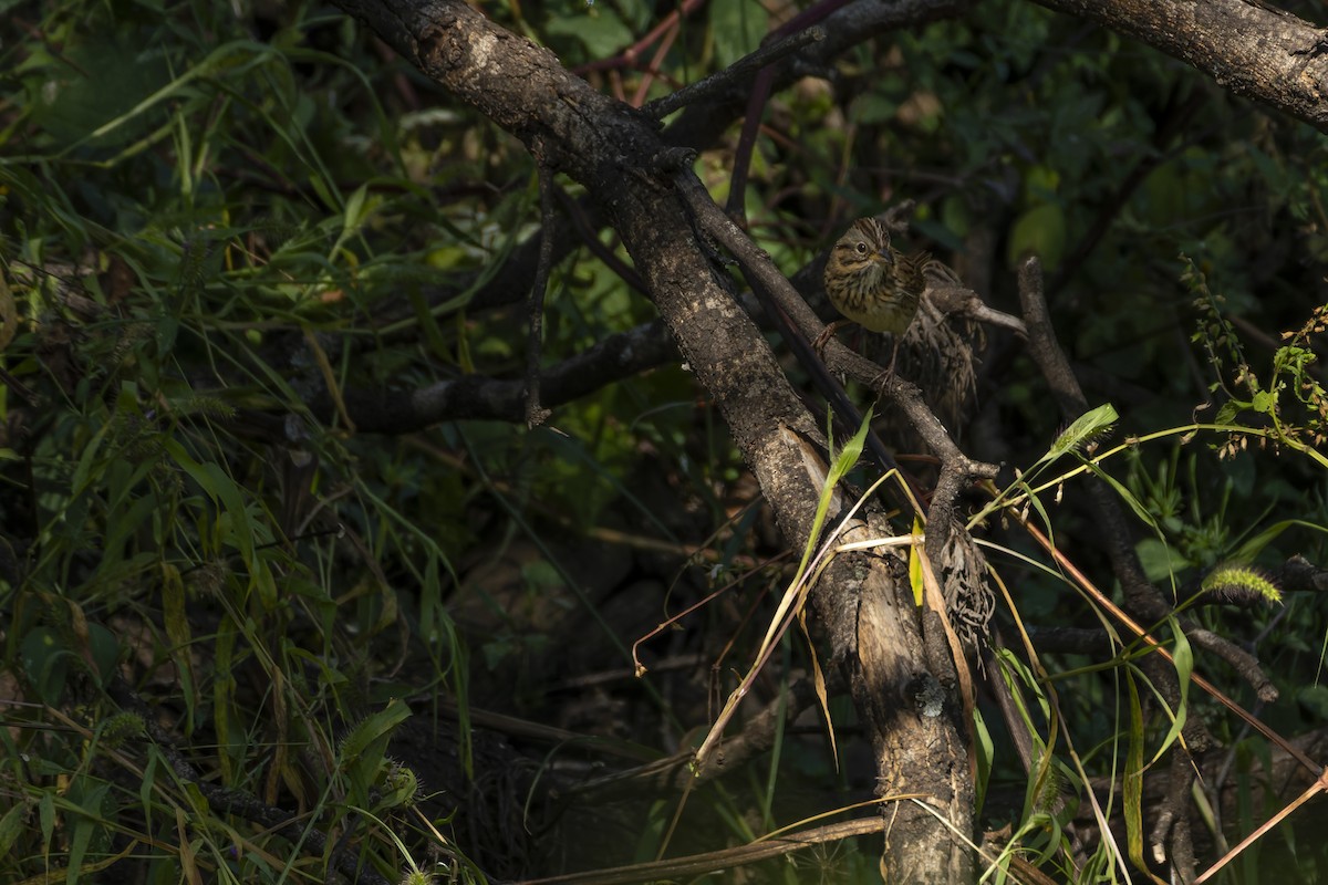 strnadec pruhohlavý - ML644622858