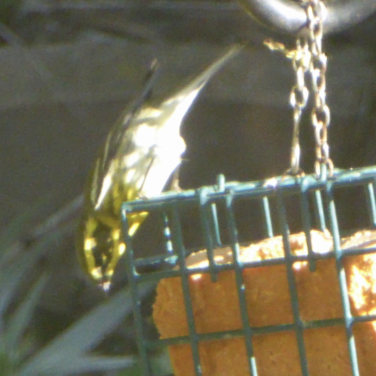 Paruline de Townsend - ML644622865