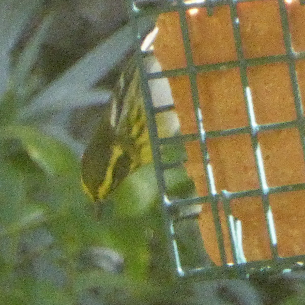 Paruline de Townsend - ML644622872