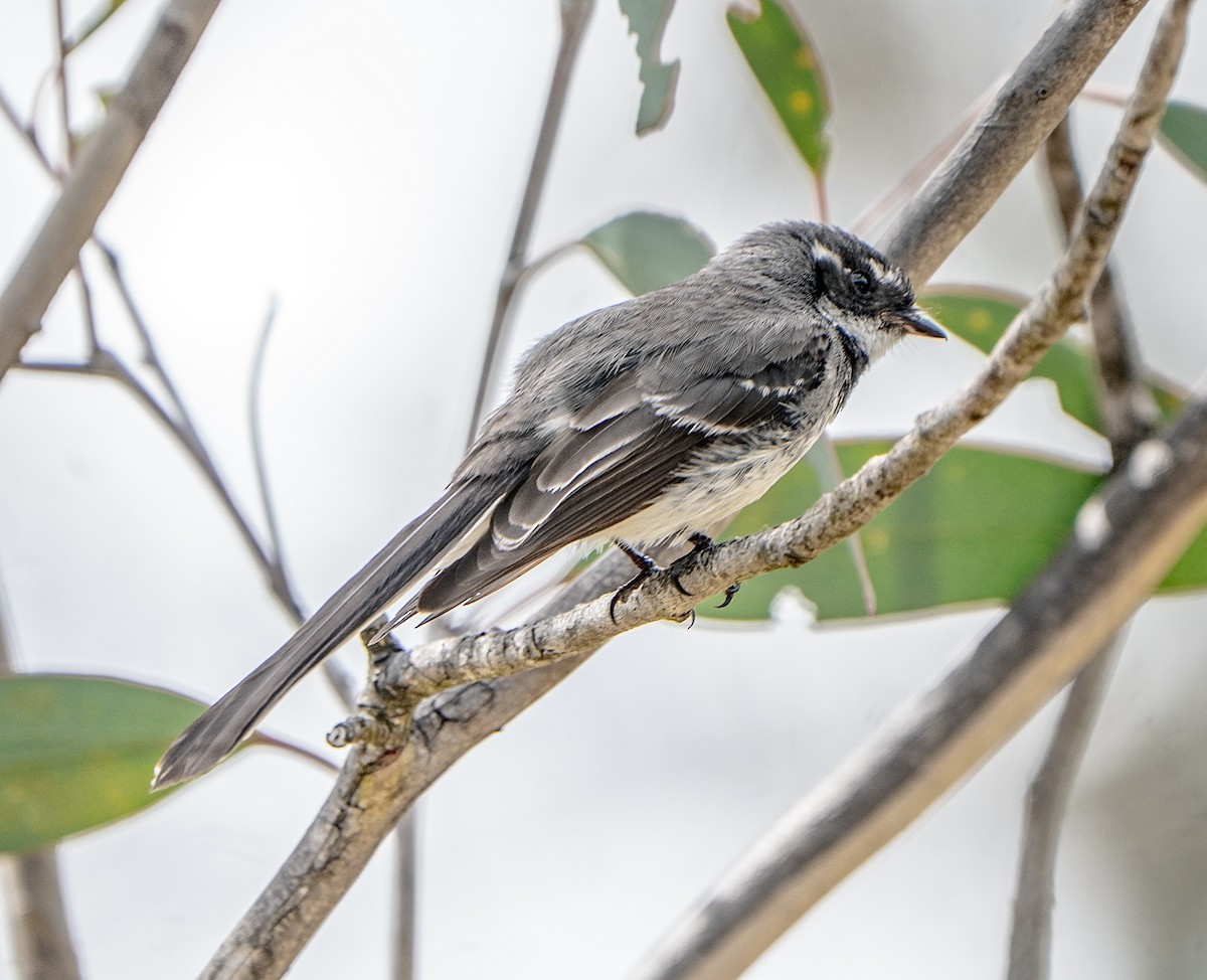 Gray Fantail - ML644622874