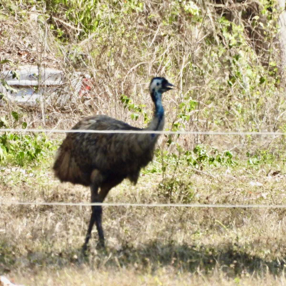 Émeu d'Australie - ML644622876