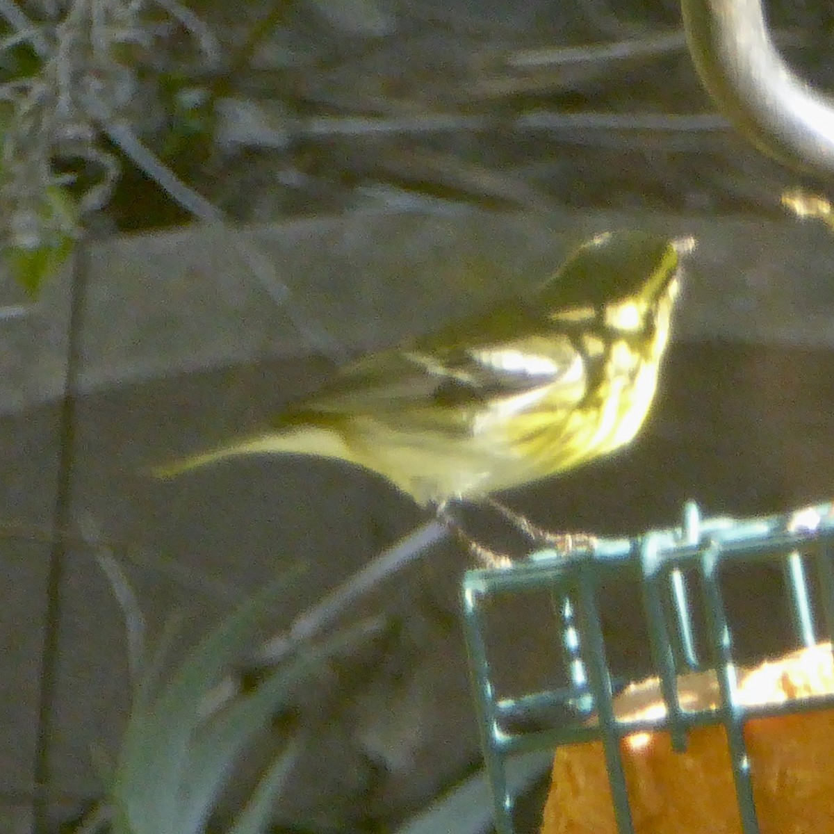 Paruline de Townsend - ML644622877