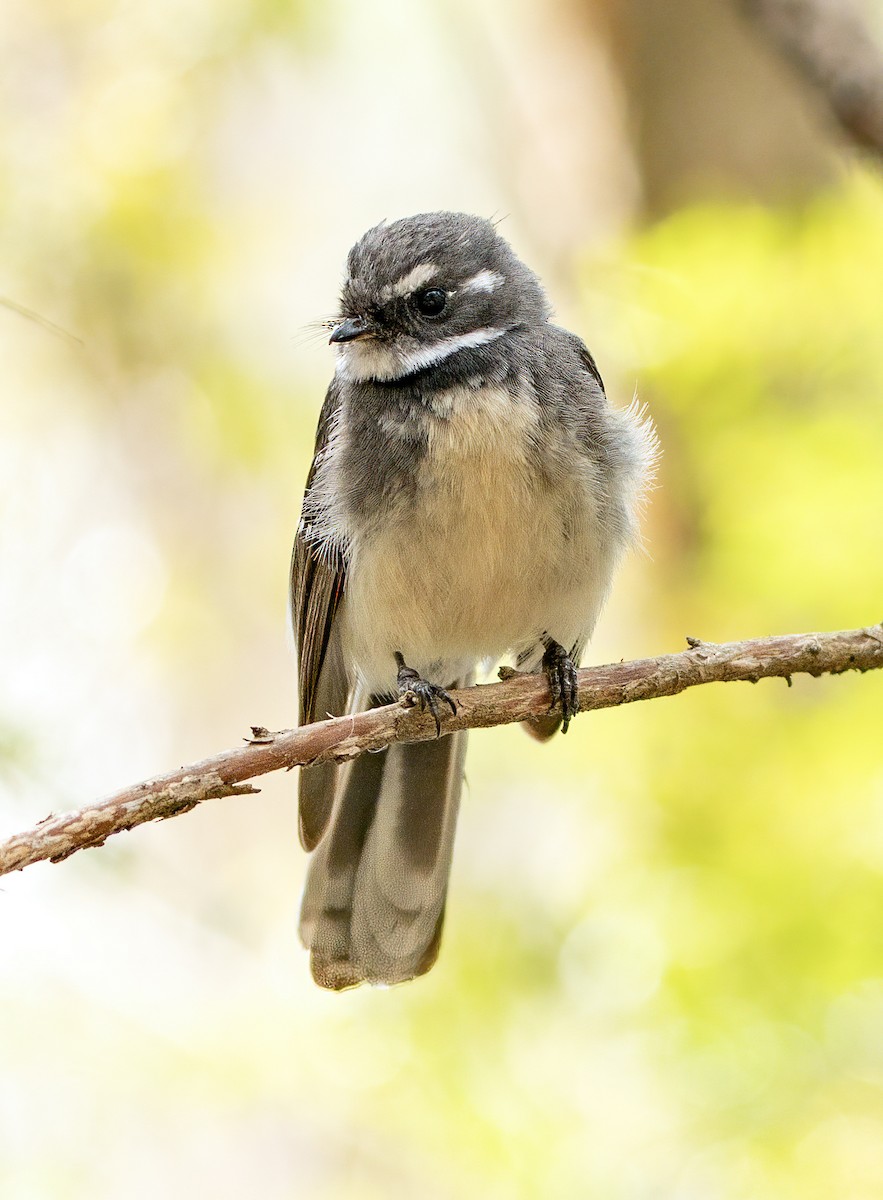 Gray Fantail - ML644622881