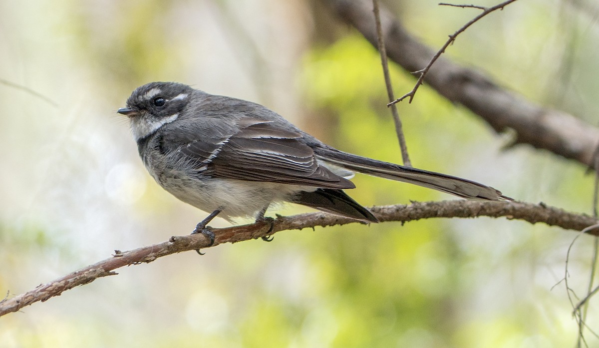 Gray Fantail - ML644622882