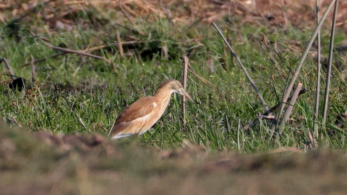 Squacco Heron - ML644622886