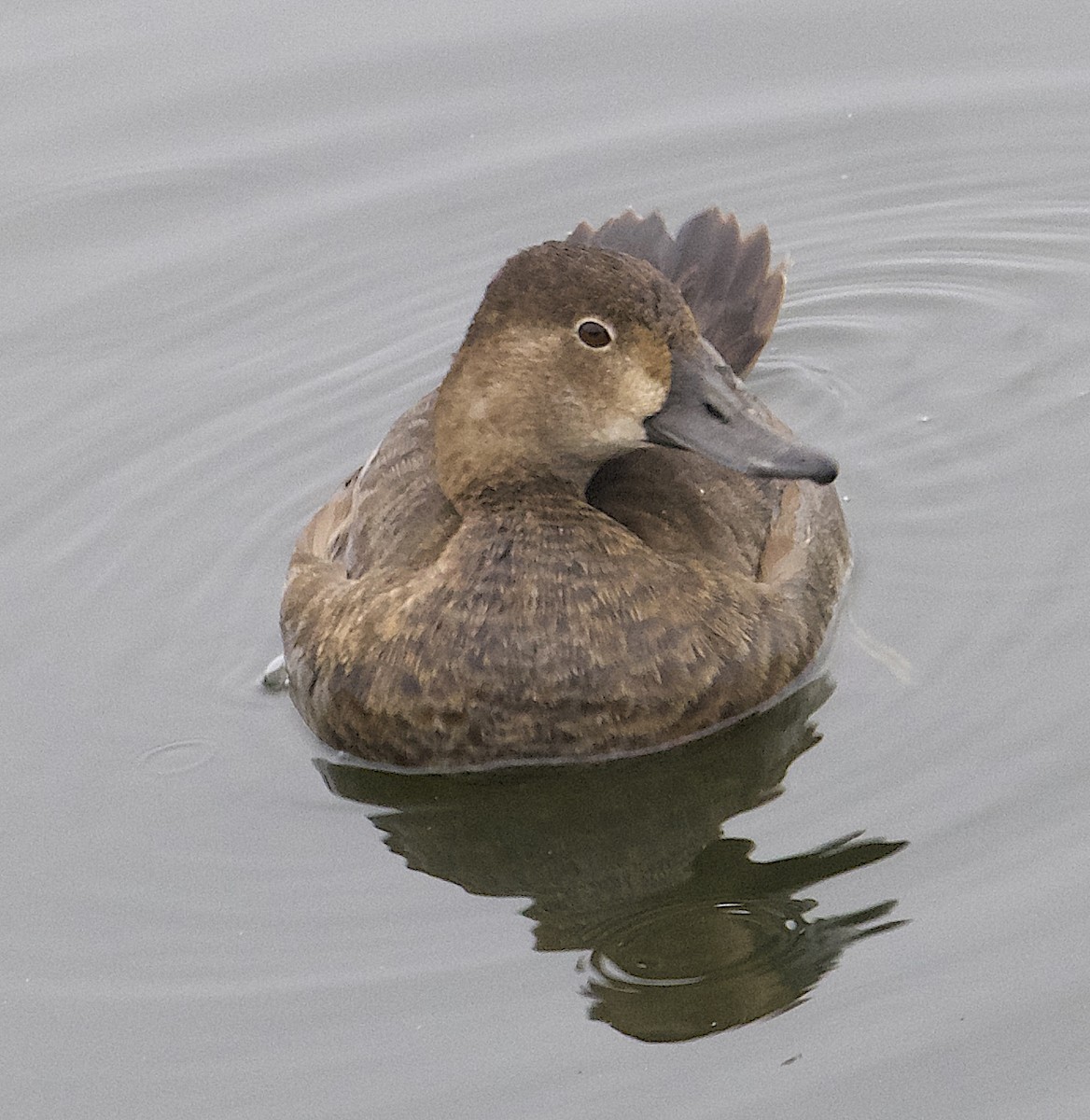 Redhead - ML644622887