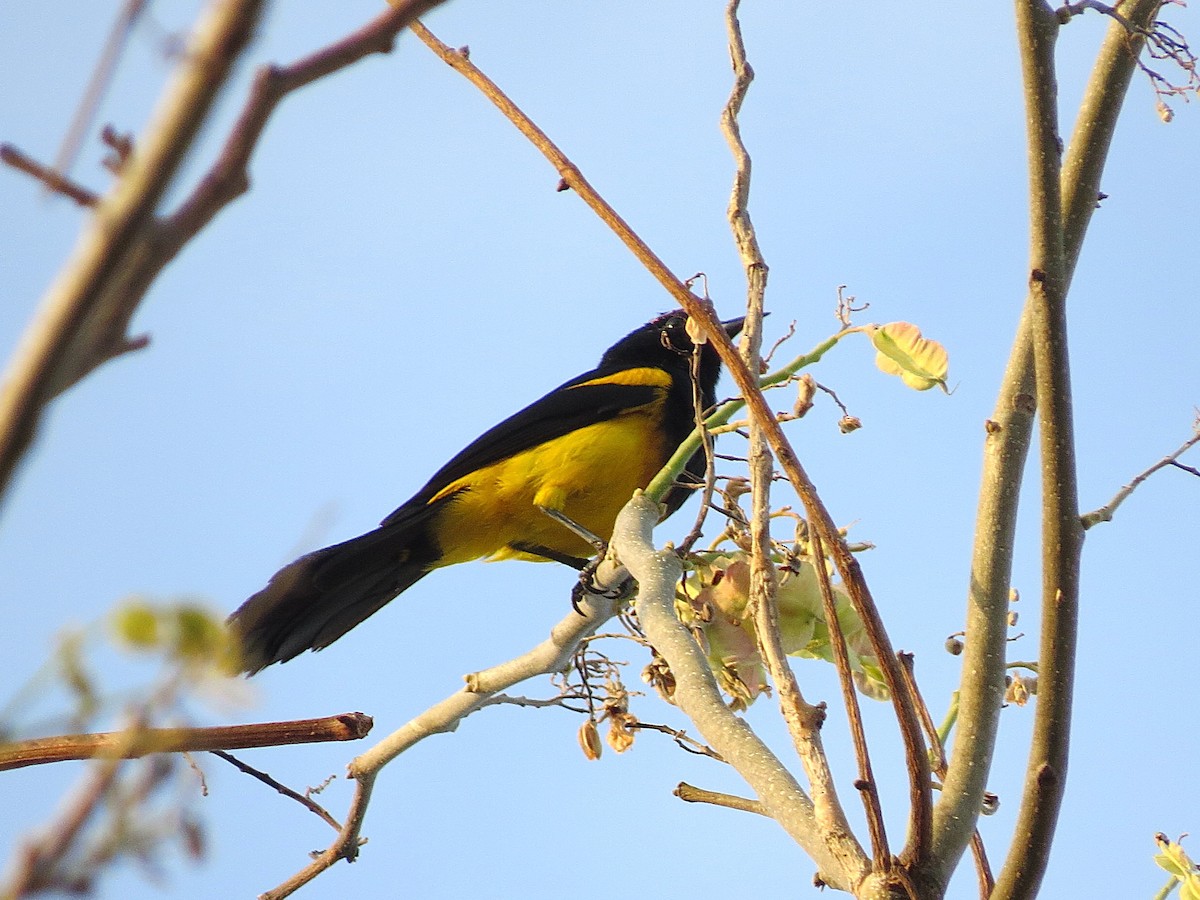Black-cowled Oriole - ML644622888