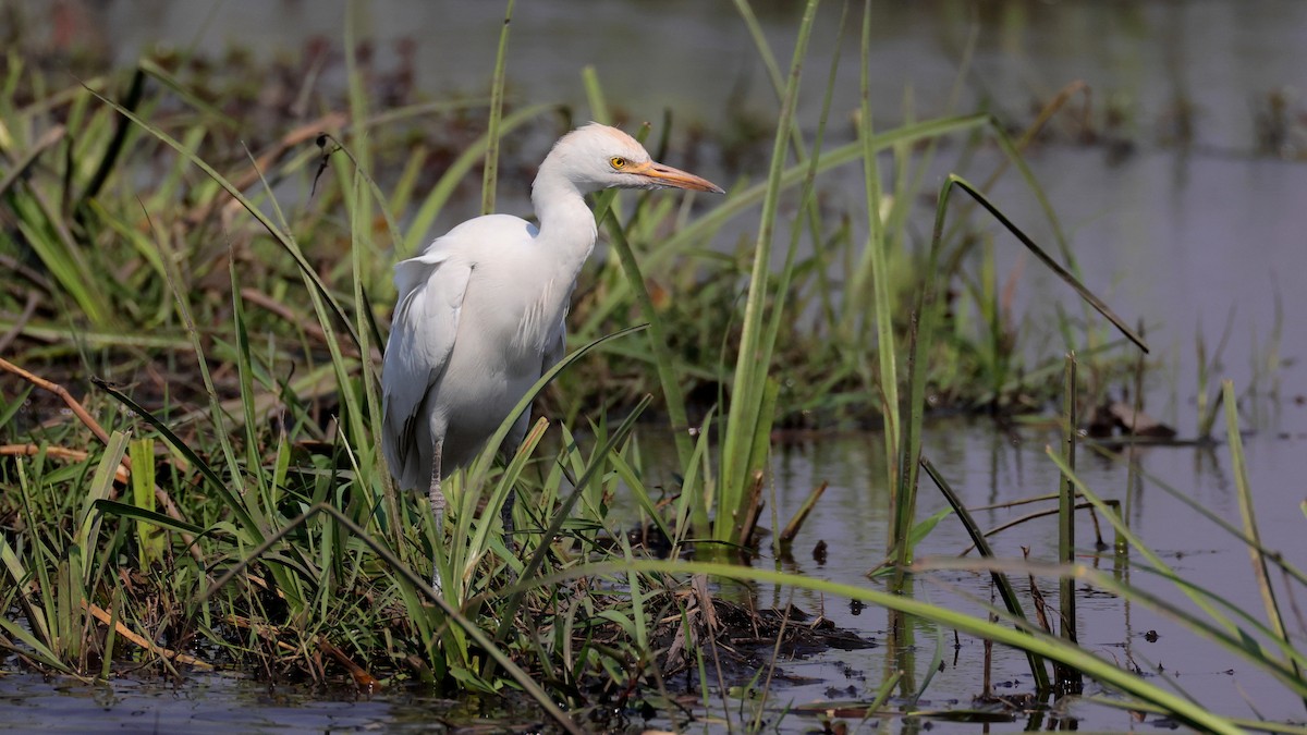 Western Cattle-Egret - ML644622897