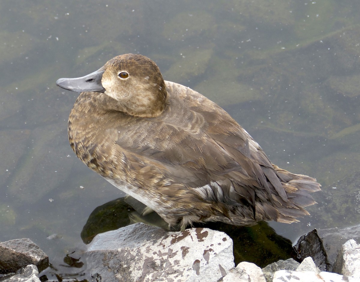 Redhead - ML644622898