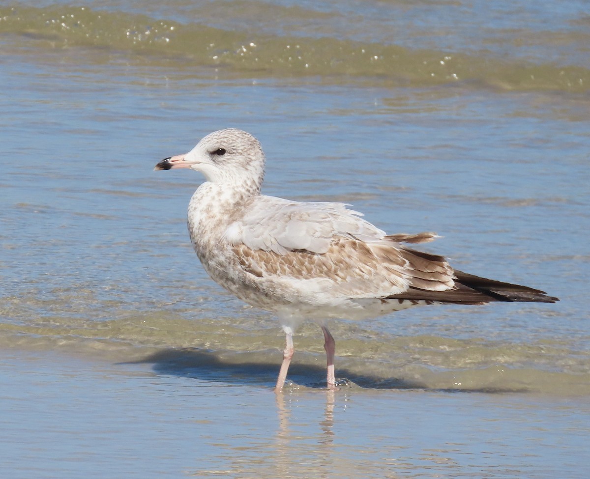 Ring-billed Gull - ML644622899