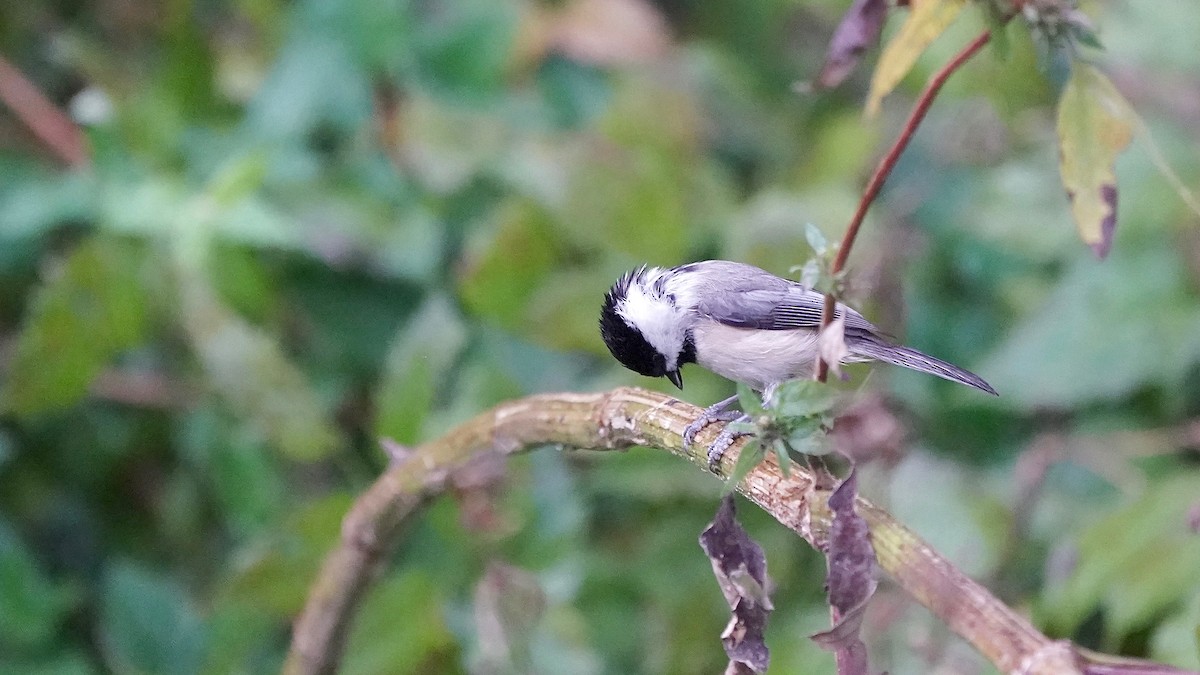 Carolina Chickadee - ML644622900