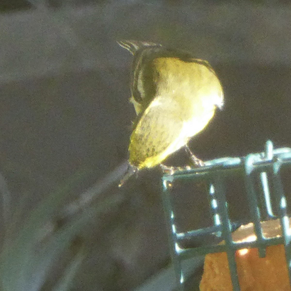 Paruline de Townsend - ML644622903