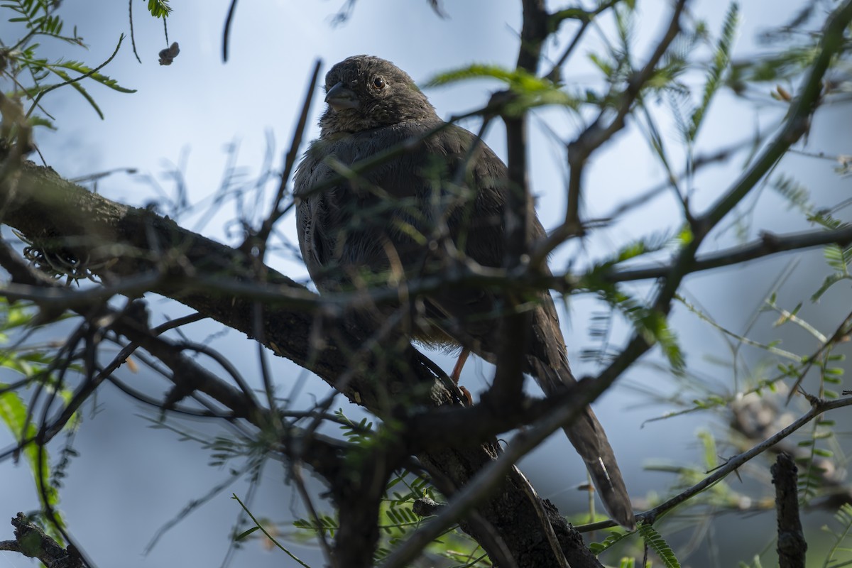 Canyon Towhee - ML644622904
