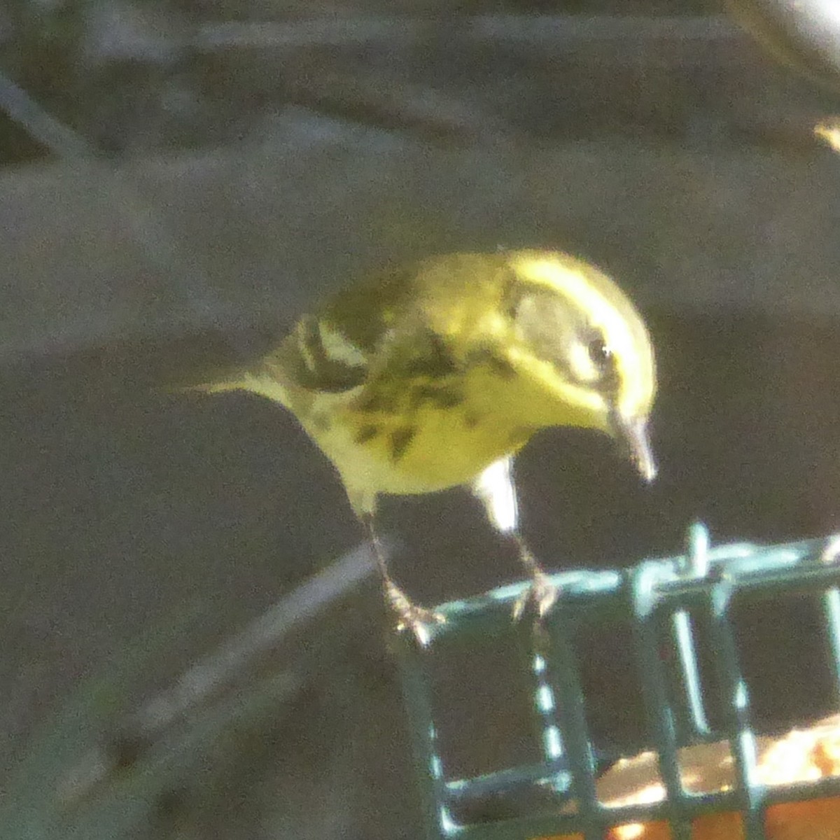 Paruline de Townsend - ML644622908