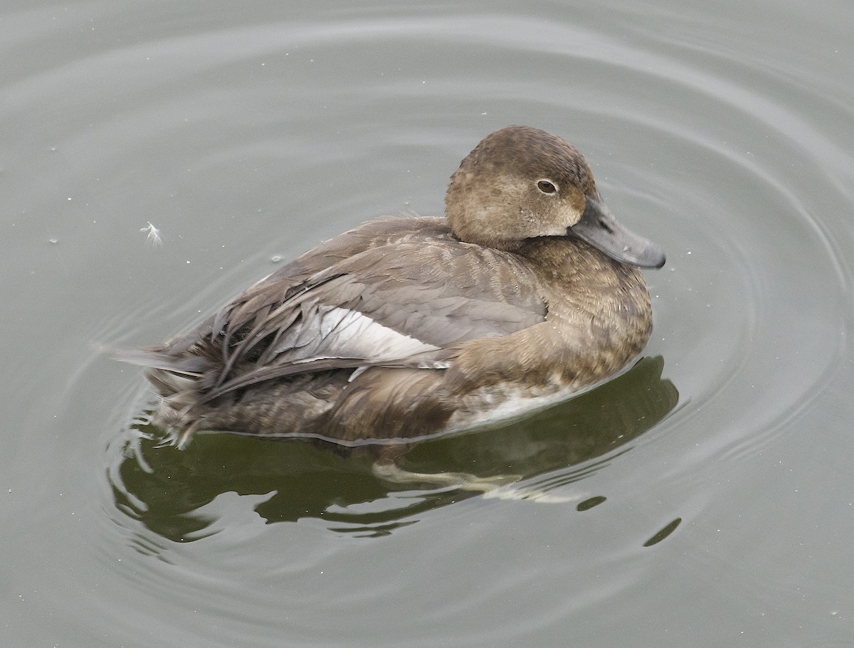Redhead - ML644622909