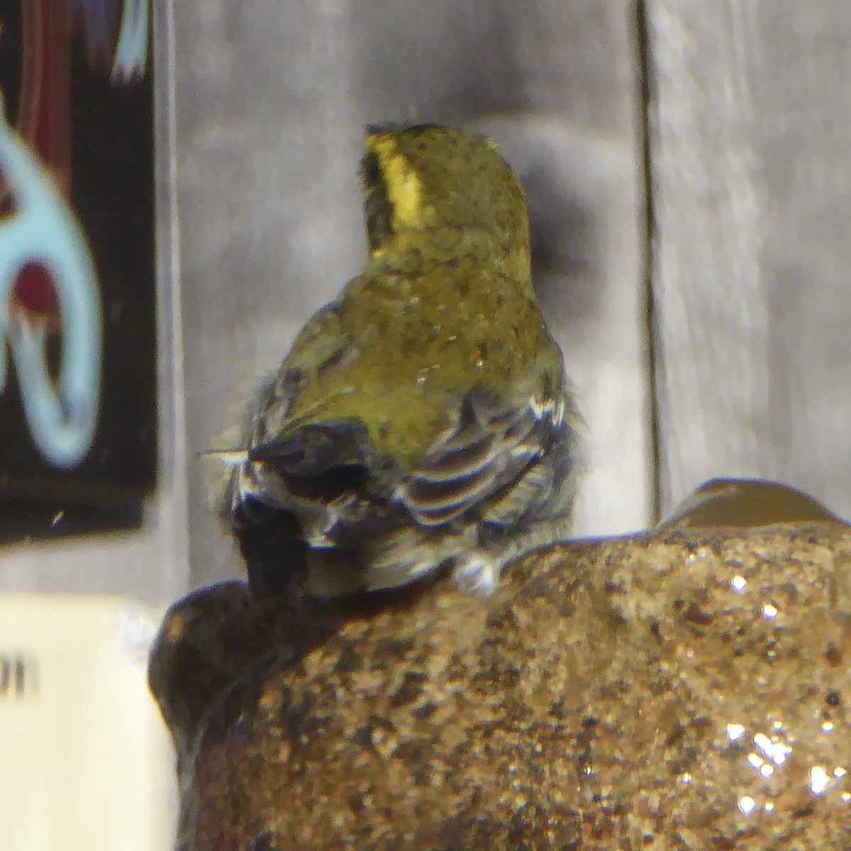 Paruline de Townsend - ML644622910