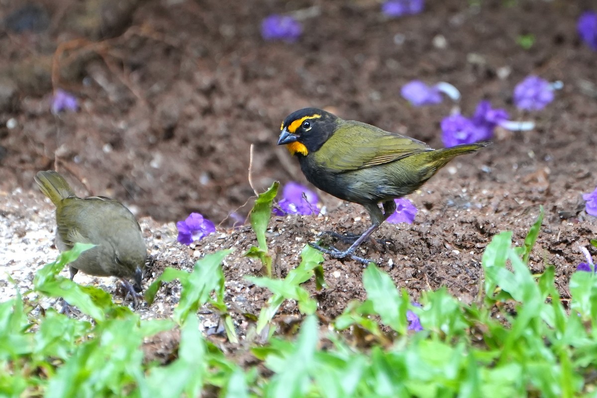 Goldbrauen-Gimpeltangare - ML644622912