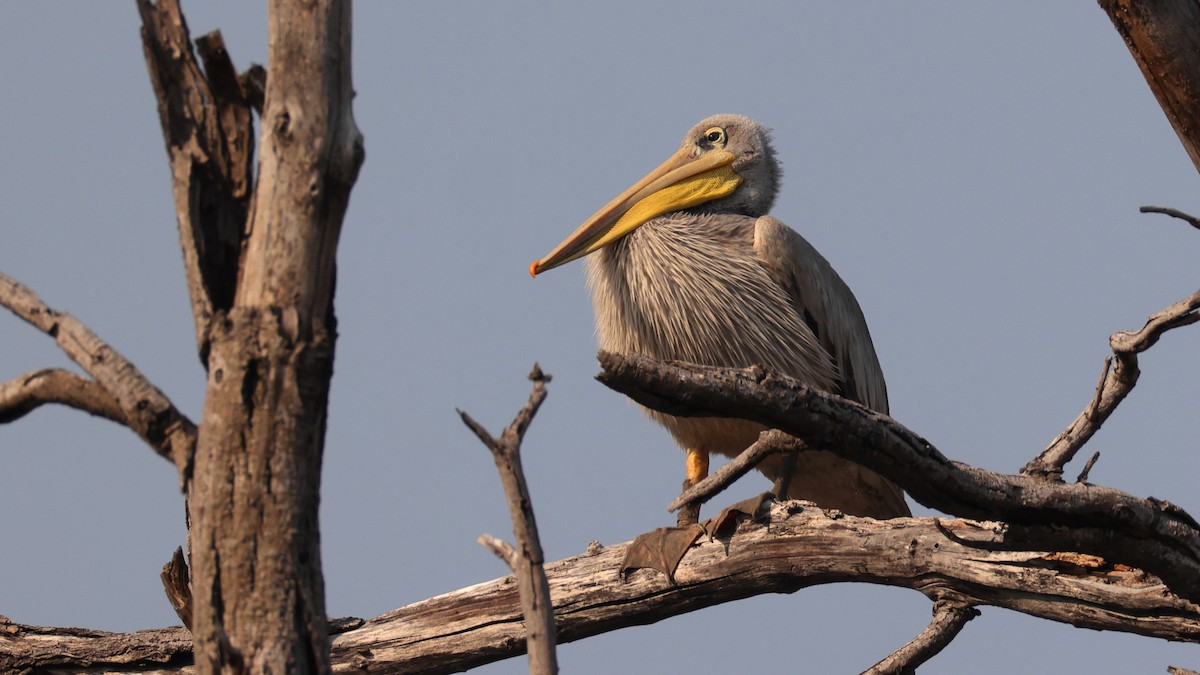 Pink-backed Pelican - ML644622924