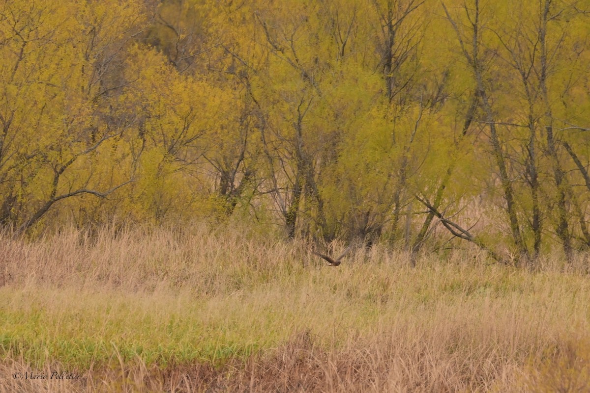 Northern Harrier - ML644622925