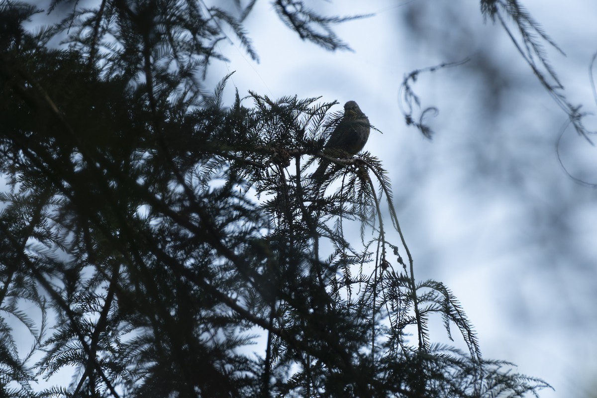 Yellow-rumped Warbler - ML644622926