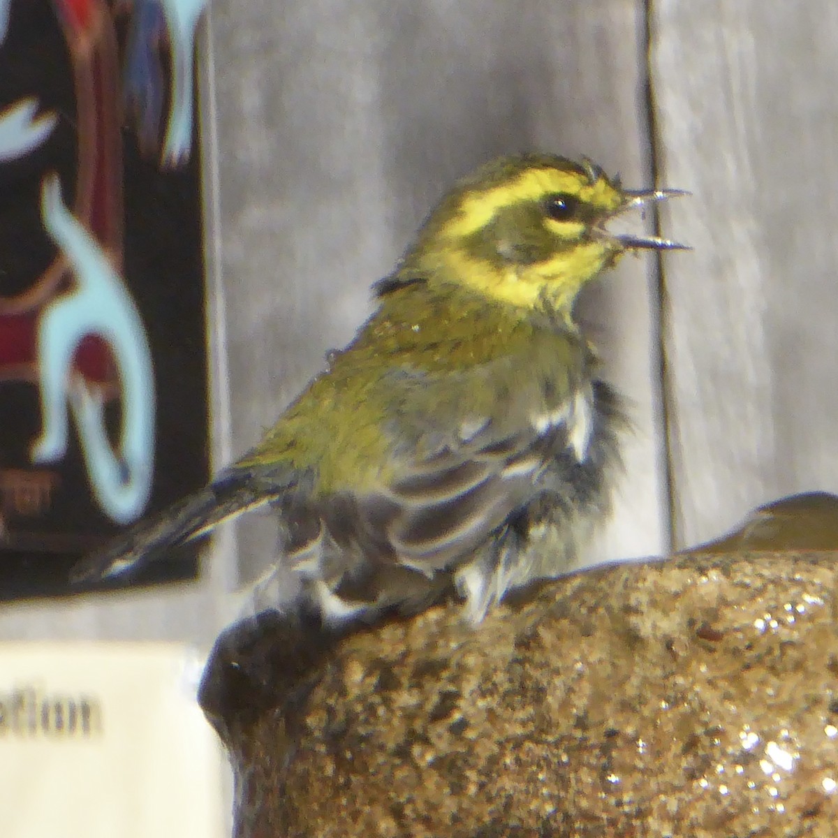 Paruline de Townsend - ML644622927