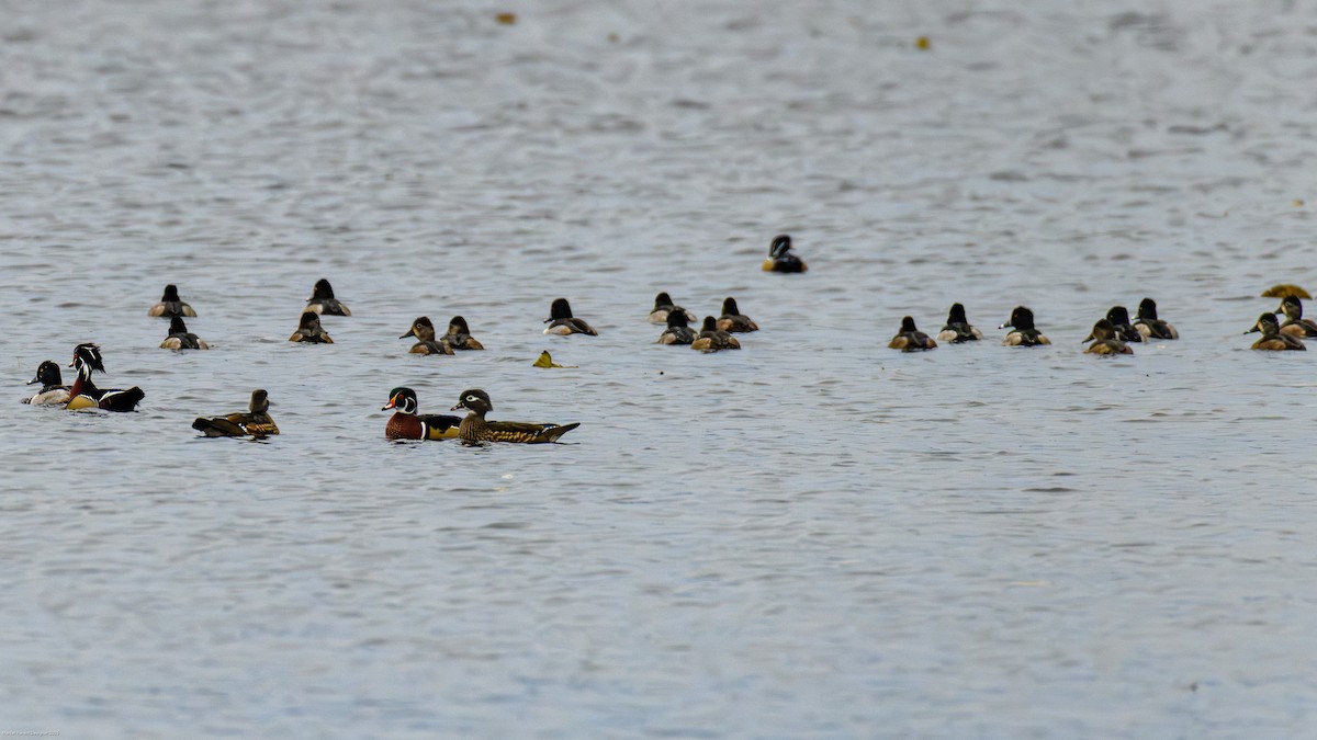 スズガモ - ML644622928