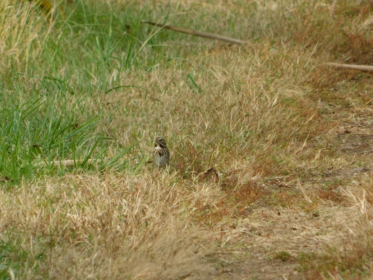 sangspurv - ML644622938