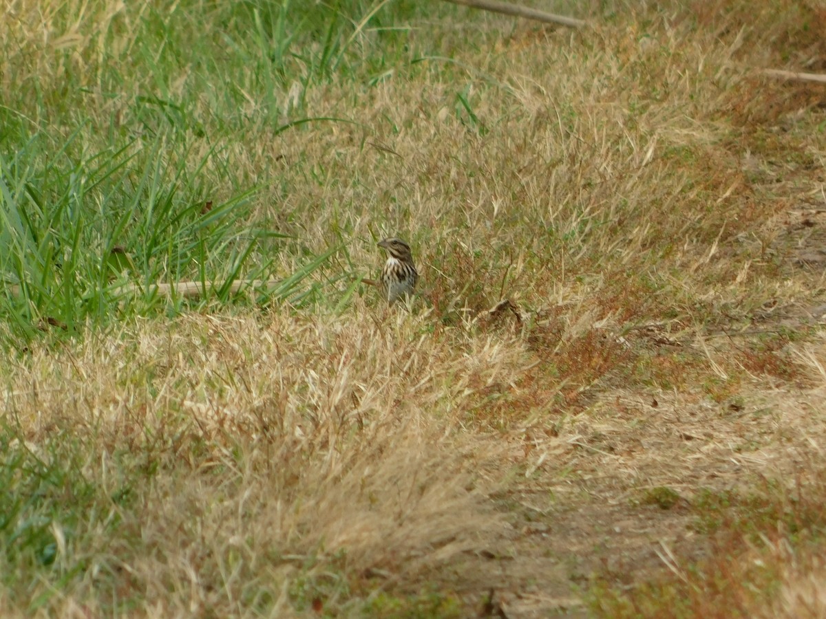 sangspurv - ML644622939