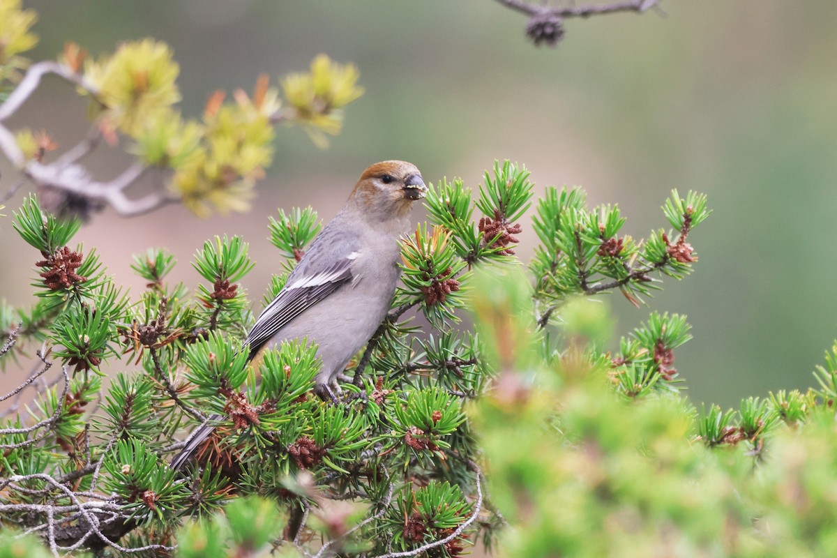 konglebit - ML644622940