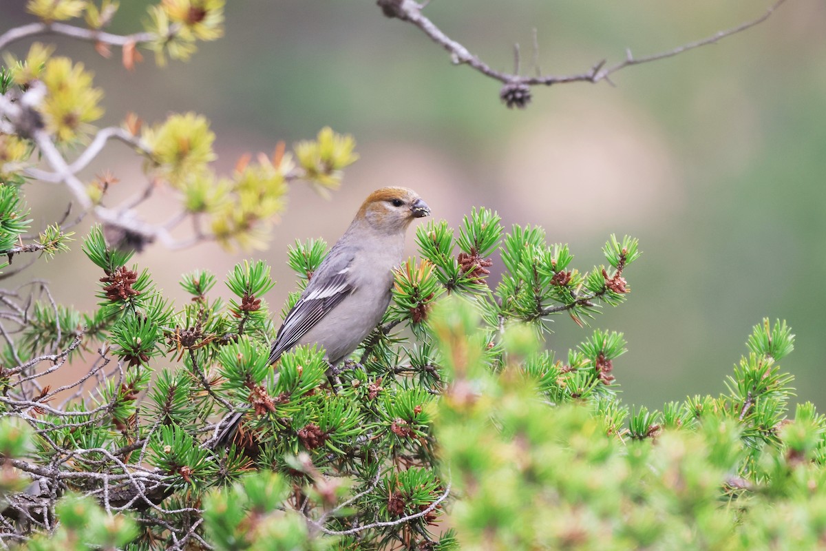 konglebit - ML644622943