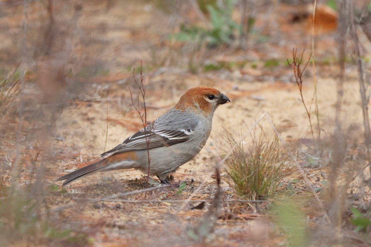 konglebit - ML644622944