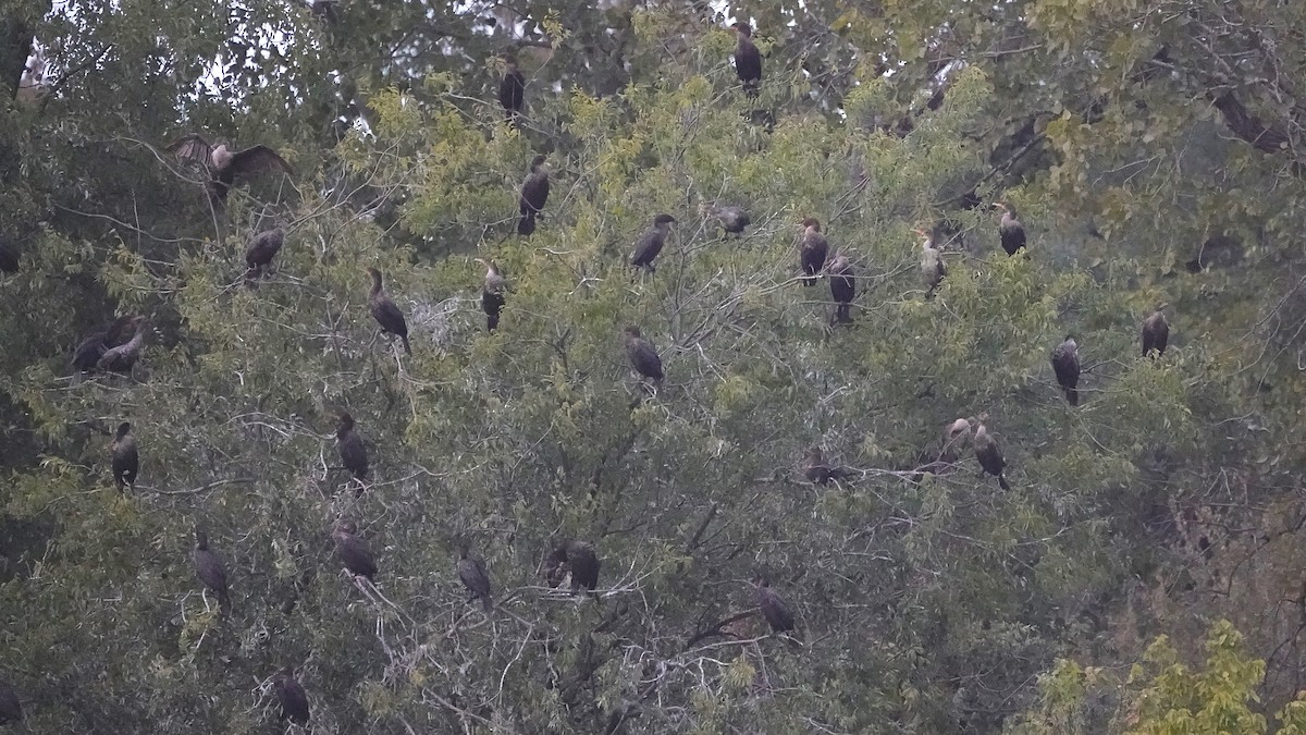 Kulaklı Karabatak - ML644622945