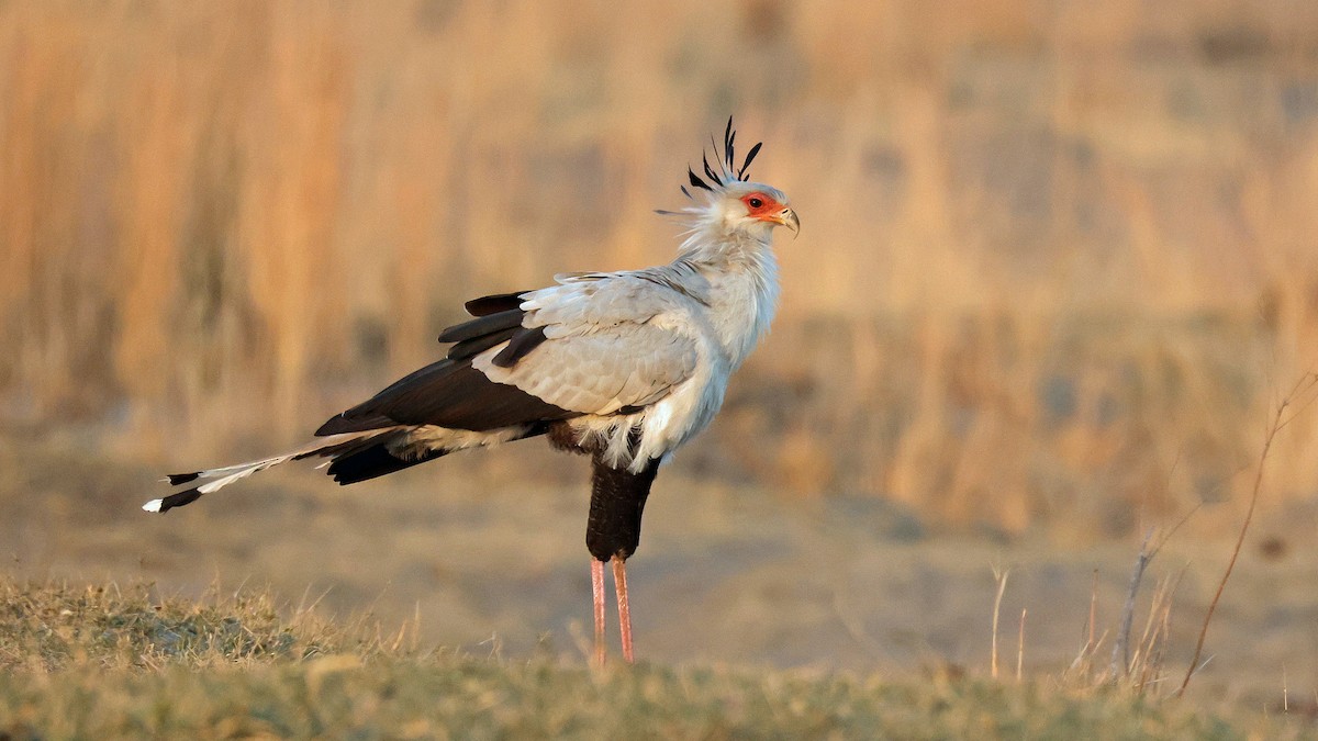 Secretarybird - ML644622950