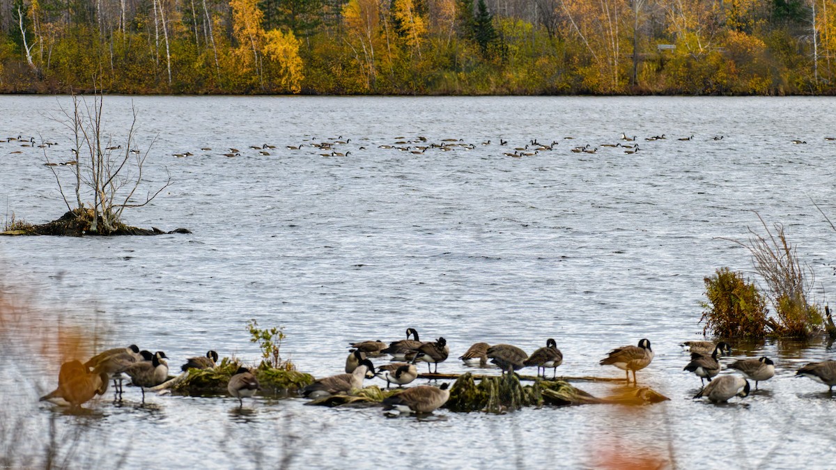 Branta kanadar handia - ML644622952