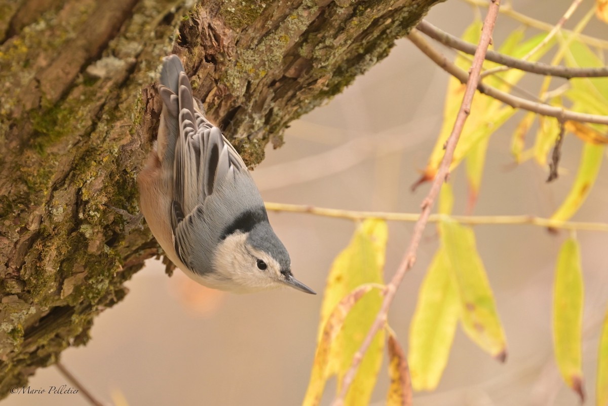 Sittelle à poitrine blanche - ML644622953