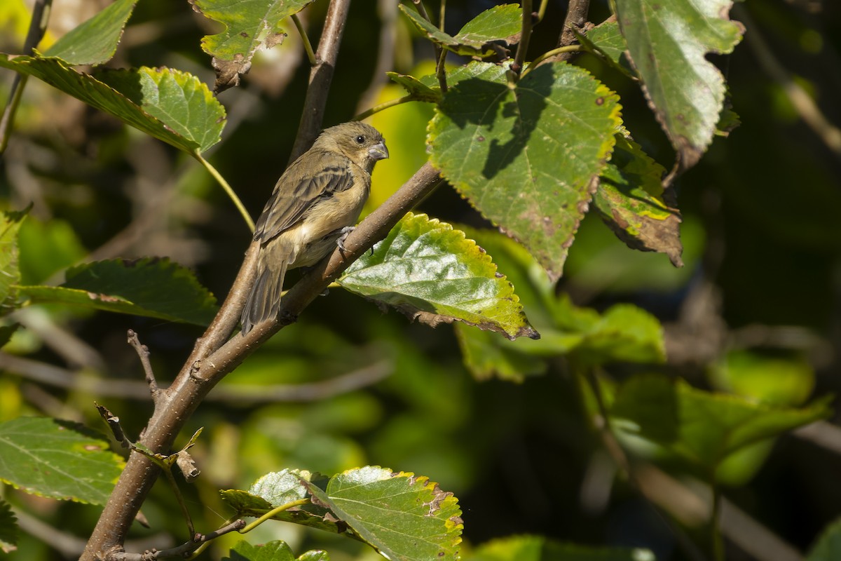 Cinnamon-rumped Seedeater - ML644622956