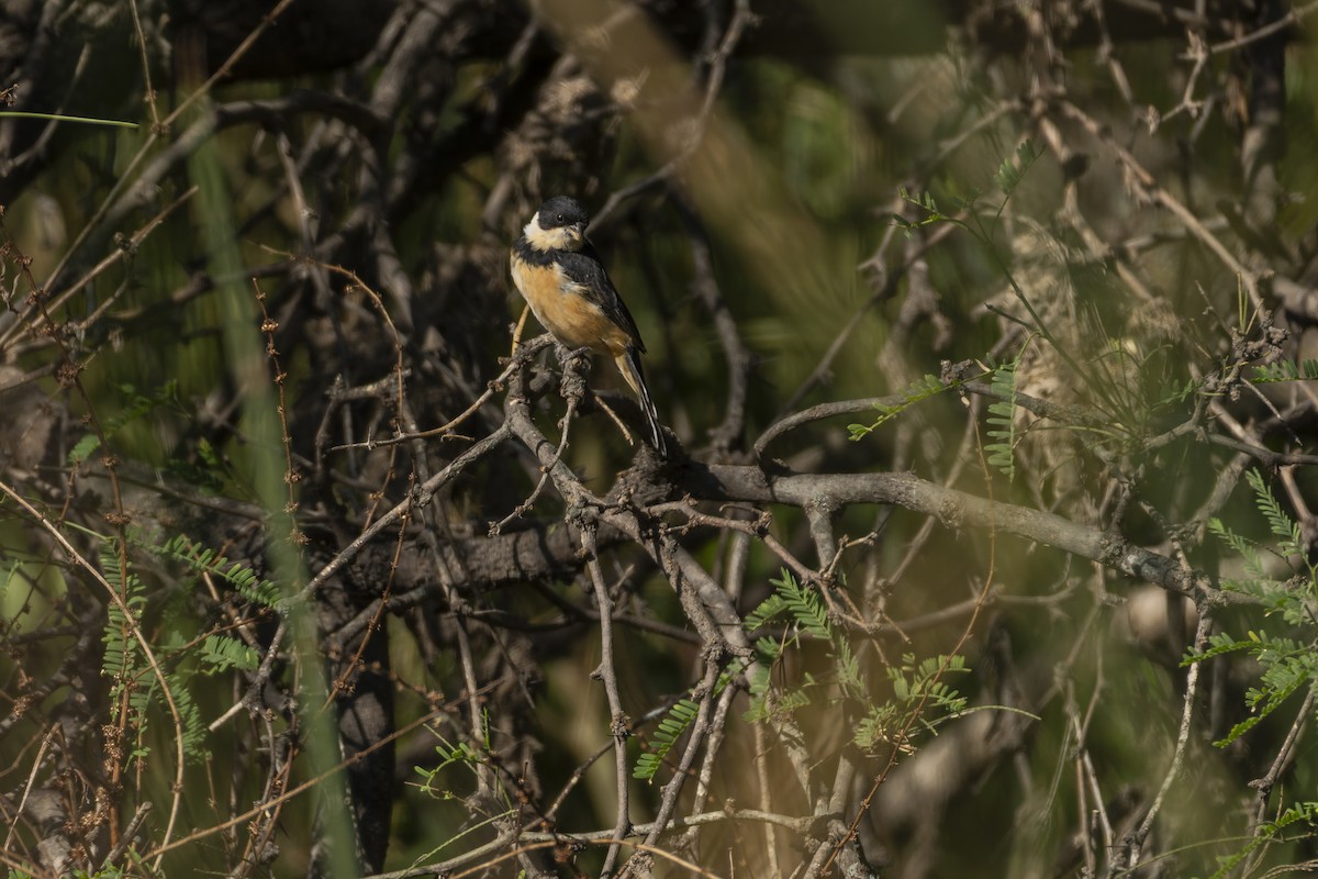 Cinnamon-rumped Seedeater - ML644622957