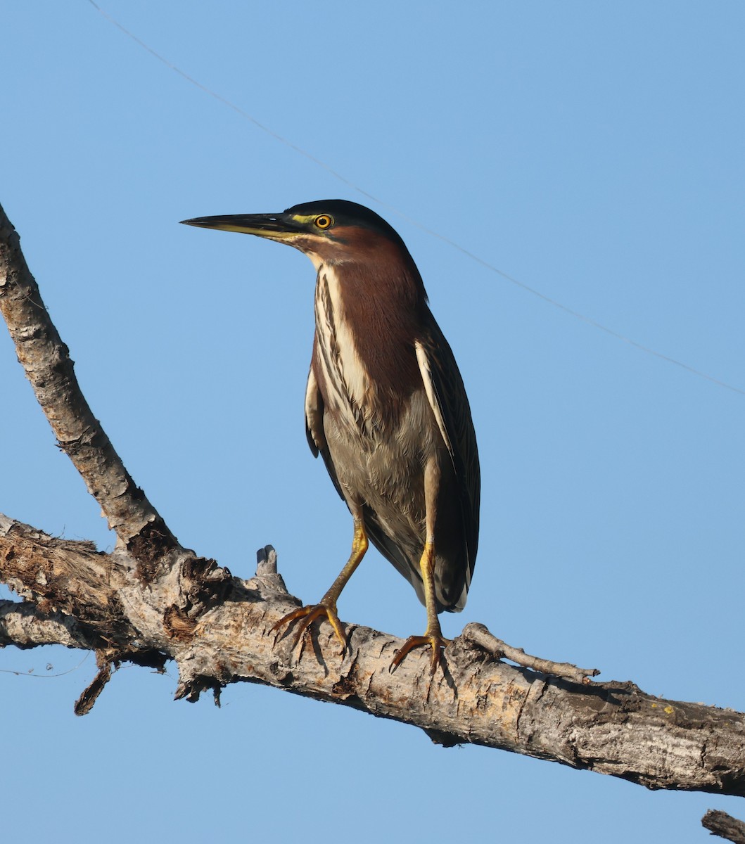 Green Heron - ML644622958