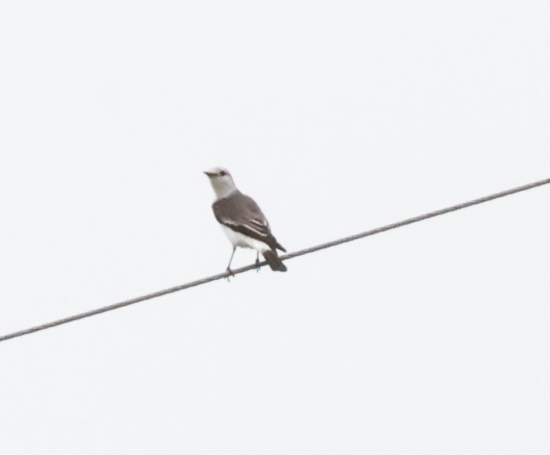 White-rumped Monjita - ML644622962