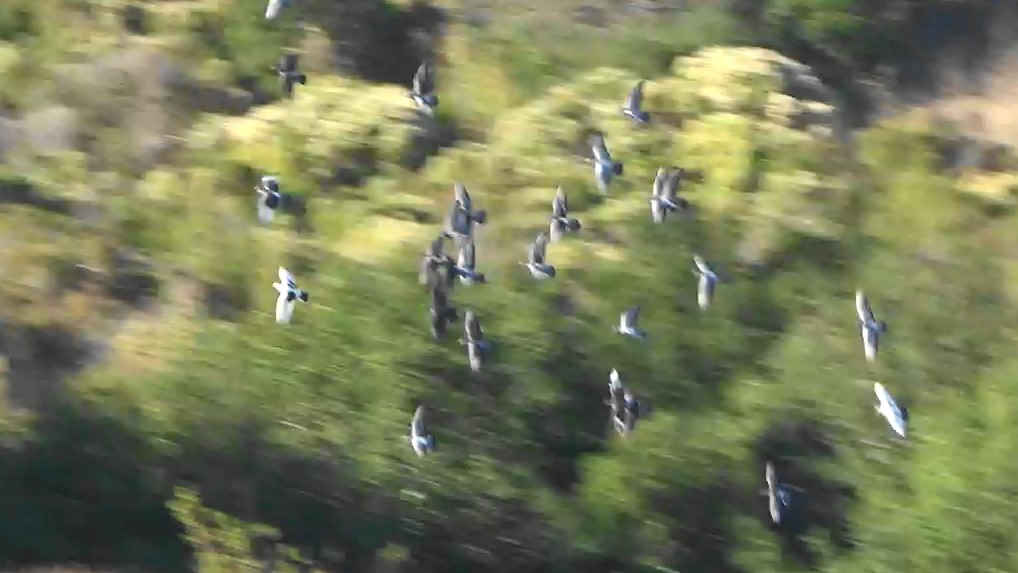 Голуб сизий (міський) - ML644622969