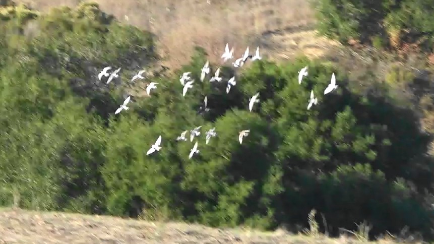 Голуб сизий (міський) - ML644622970