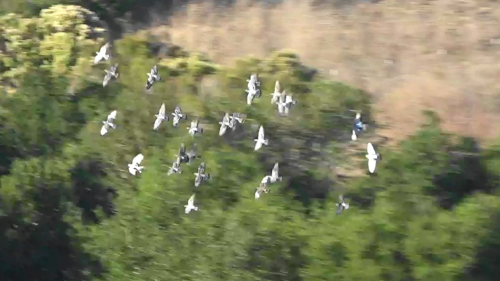 Голуб сизий (міський) - ML644622971