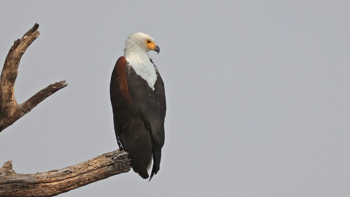 African Fish-Eagle - ML644622972