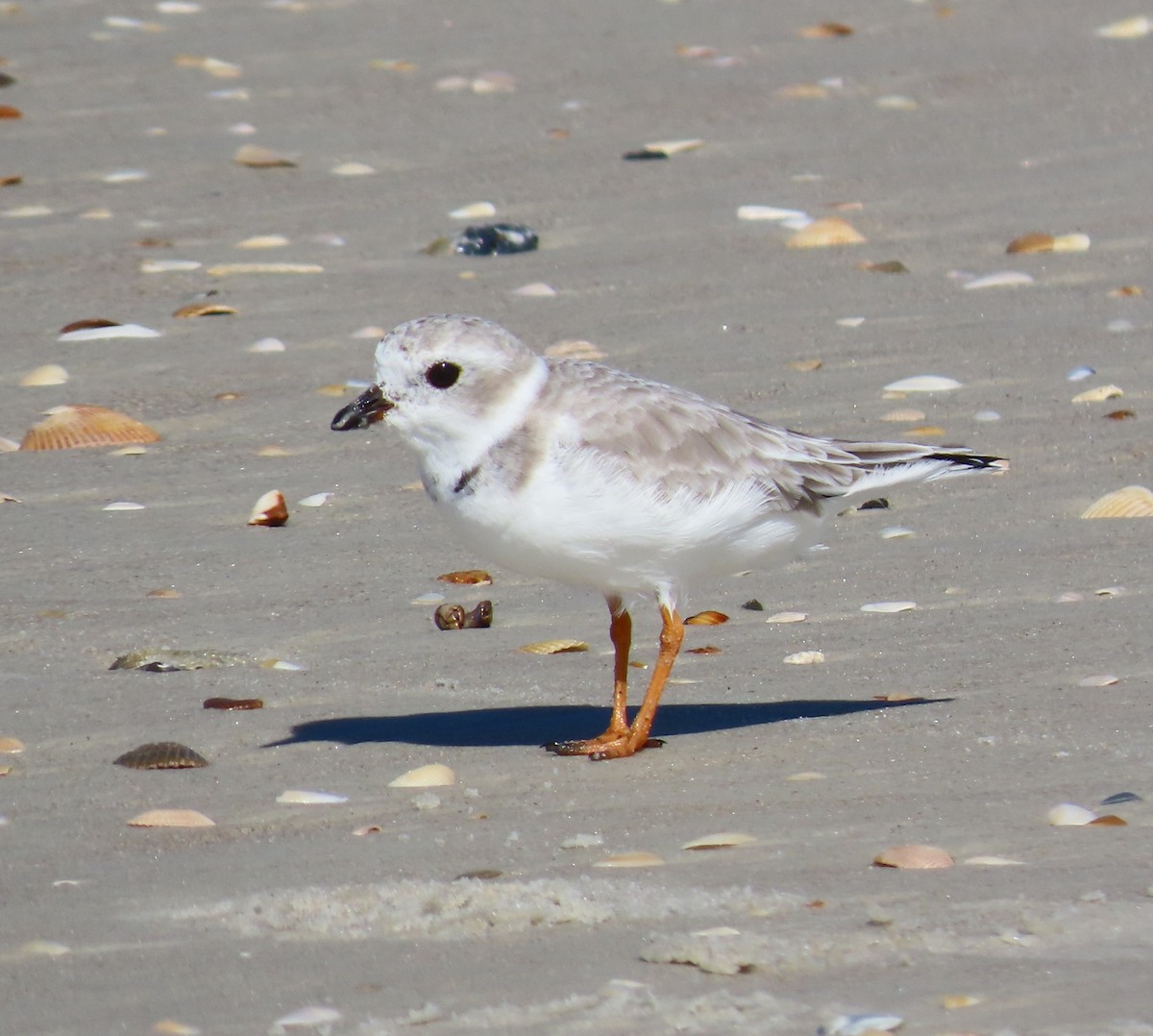 Islıkçı Cılıbıt - ML644622973