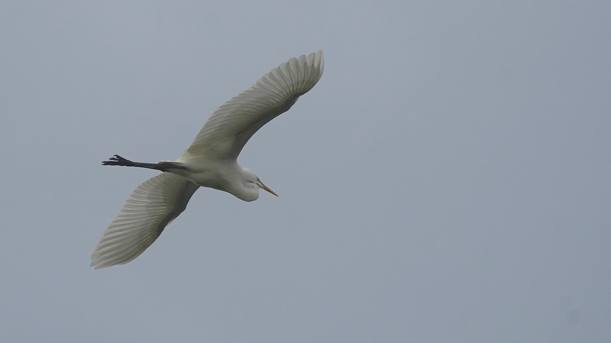 Büyük Ak Balıkçıl - ML644622974