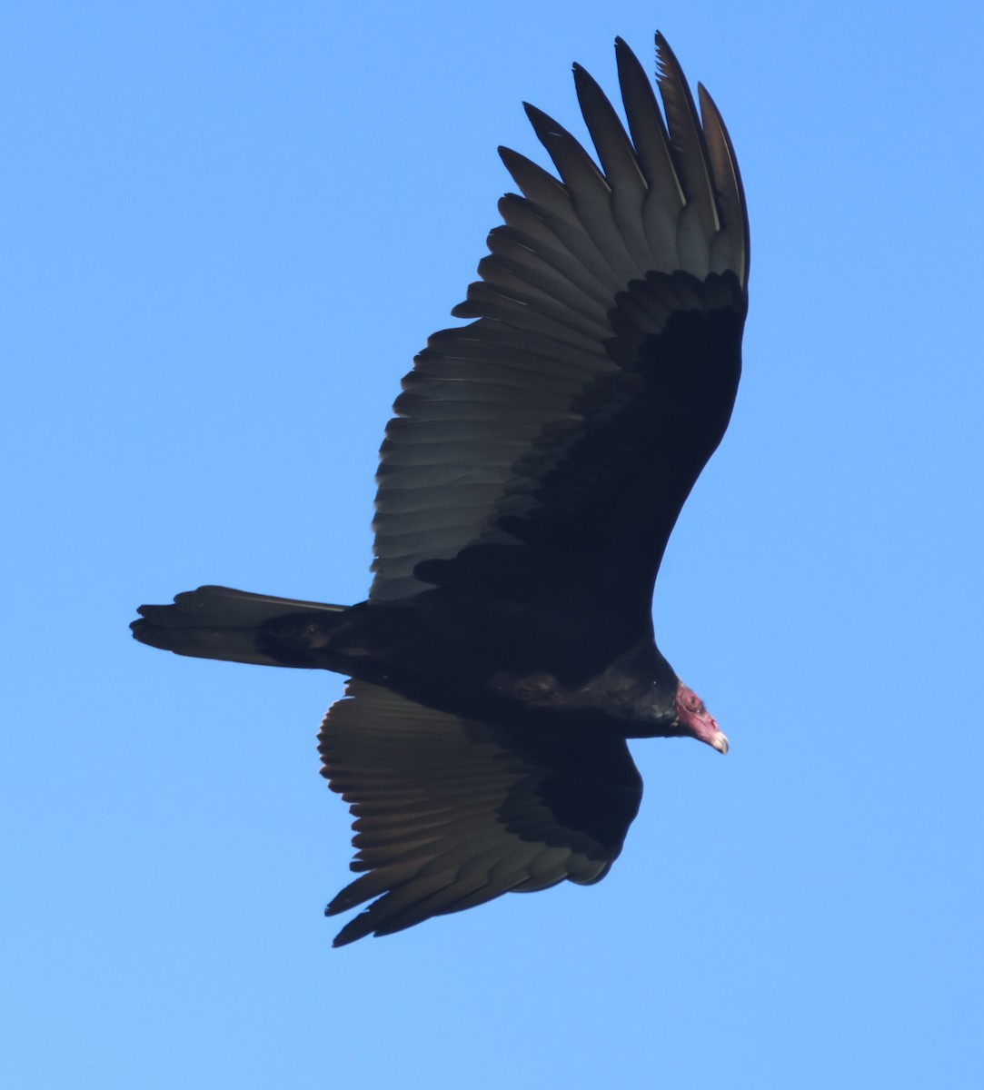 Turkey Vulture - ML644622975