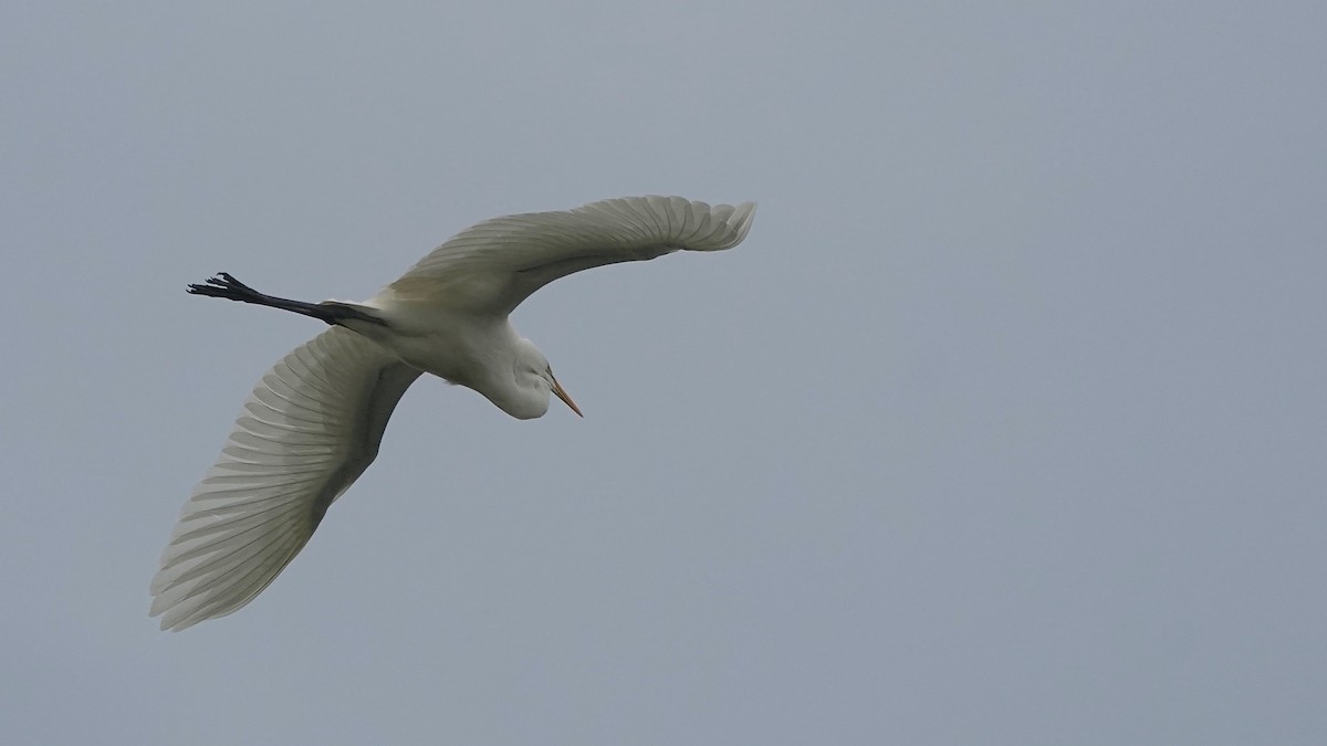 Büyük Ak Balıkçıl - ML644622979