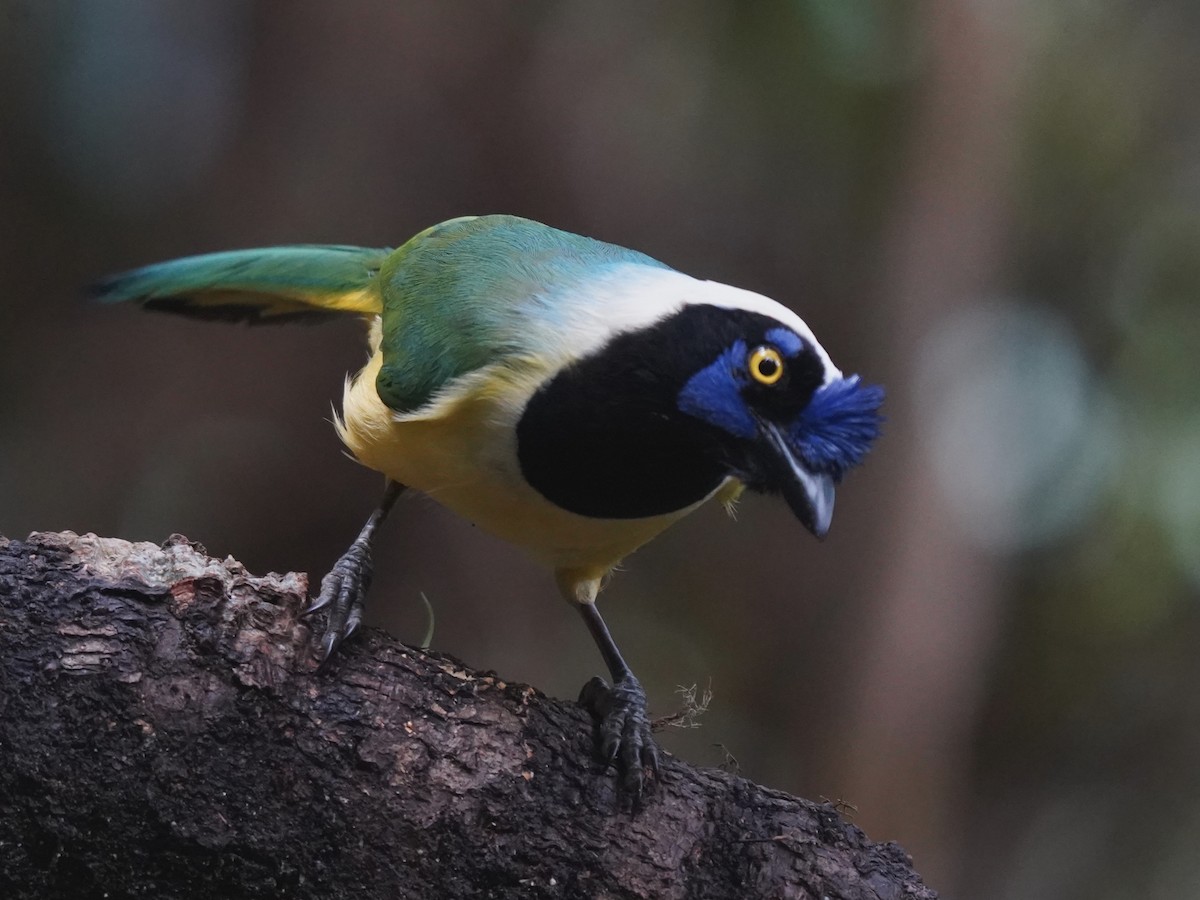 Green Jay - ML644622985